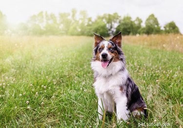 Secure Your Chain‑Link Fence: How to Stop Dogs from Jumping Over