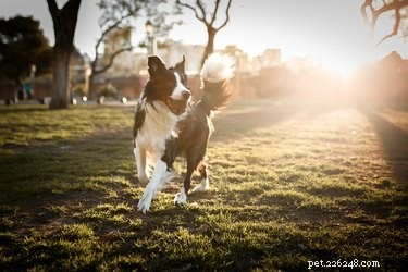 Secure Your Chain‑Link Fence: How to Stop Dogs from Jumping Over