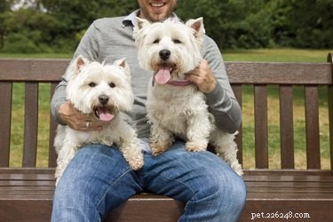 Maintaining a Westie’s Pristine White Coat: Tips & Care Guide