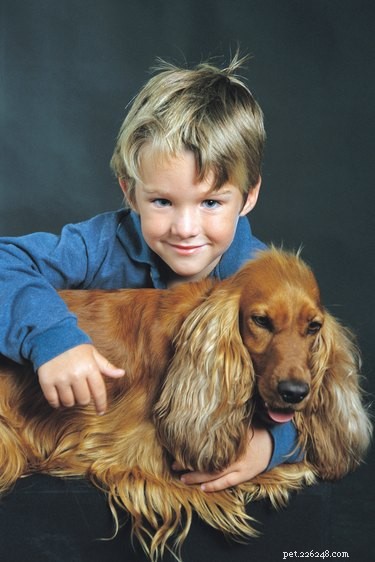 Cocker Spaniel Hairstyles: Expert Grooming Guide