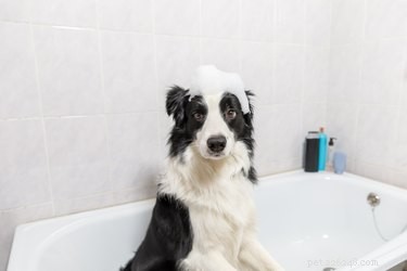 Effectiveness of Flea & Tick Shampoos Against Dog Mites: What You Need to Know