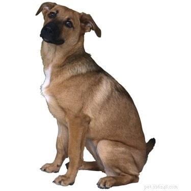 Keeping Your Dog in Diapers: A Quick Guide for Puppies & Senior Pets