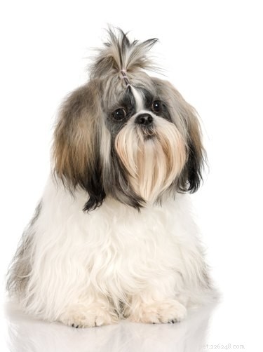 Expert Haircare Tips for Shih‑Tzu Grooming