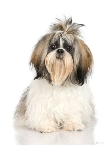 Expert Guide: 5 Essential Steps to Grooming Your Shichon