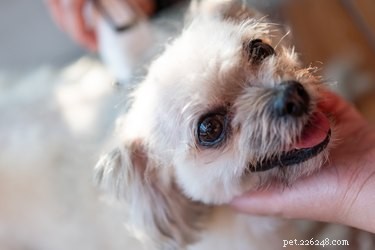 Expert Guide: 5 Essential Steps to Grooming Your Shichon