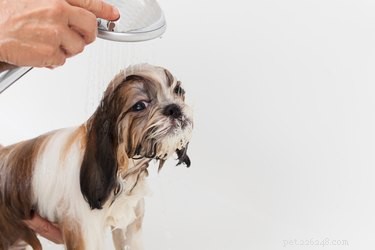 Expert Guide: 5 Essential Steps to Grooming Your Shichon