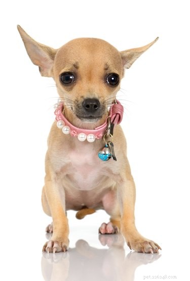 How to Safely Add Bows to a Chihuahua’s Short Coat