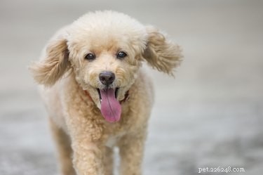 Essential Poodle Grooming: Top Brushes to Keep Their Coat Sleek and Mat‑Free