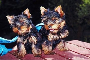 Essential Yorkie Terrier Haircuts: Grooming Tips for a Clean, Tangle-Free Coat
