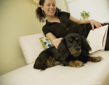 Do Dogs Get Birthmarks? Understanding Nevi in Canine Skin