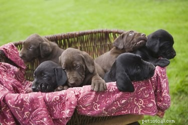 How to Handle the Loss of a Puppy: Steps for Care and Investigation