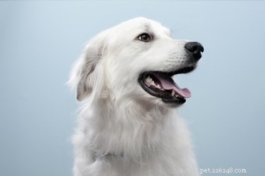 Why Does Your White Dog’s Fur Turn Red? Understanding the Causes