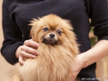 How Much Do Pomeranians Shed? A Comprehensive Guide