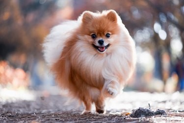How Much Do Pomeranians Shed? A Comprehensive Guide