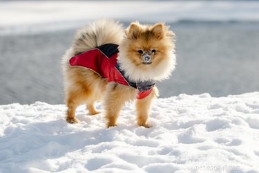 How Much Do Pomeranians Shed? A Comprehensive Guide