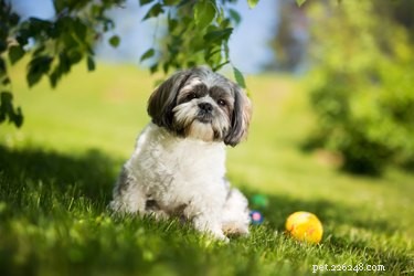 Step‑by‑Step: Trim Your Shih Tzu’s Face Hair Around the Eyes