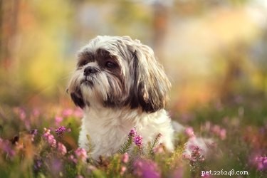 Step‑by‑Step: Trim Your Shih Tzu’s Face Hair Around the Eyes
