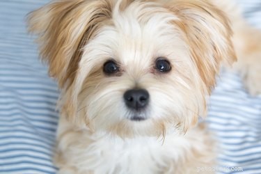 Top 5 Grooming Tips for Keeping Your Morkie Beautiful and Healthy