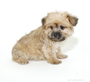 Top 5 Grooming Tips for Keeping Your Morkie Beautiful and Healthy