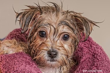 Top 5 Grooming Tips for Keeping Your Morkie Beautiful and Healthy