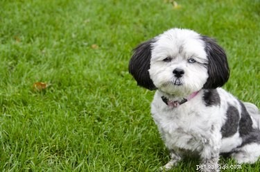 Shih-Poo Grooming Guide: Tips & Techniques for a Healthy Coat