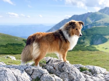 Understanding Sheltie Hair Growth: From Puppy to Adult Coat