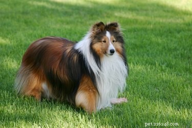 Understanding Sheltie Hair Growth: From Puppy to Adult Coat