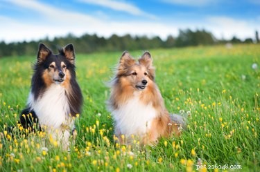 Understanding Sheltie Hair Growth: From Puppy to Adult Coat