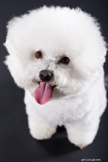 How to Keep Your Bichon s Eyes White: A Grooming Guide