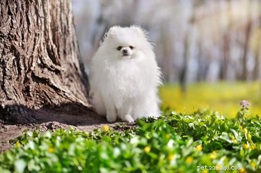 Keep Your Pomeranian’s Coat Fluffy: Proven Care Tips