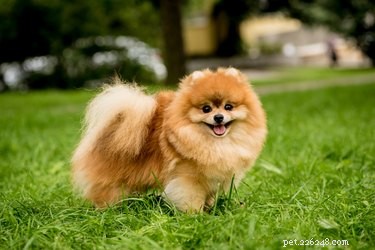 Keep Your Pomeranian’s Coat Fluffy: Proven Care Tips