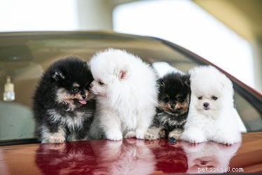Keep Your Pomeranian’s Coat Fluffy: Proven Care Tips
