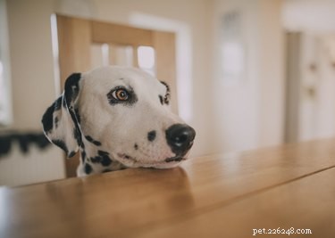 Sweet Potato Treats for Dogs: Benefits, Risks, and Safe Serving Tips