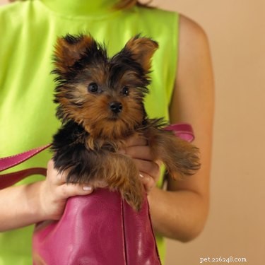 Professional Yorkie Grooming: Short Coat Styles for a Sleek, Low‑Maintenance Look