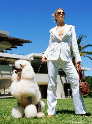 Professional Grooming Cuts for Poodles: From Classic Lion Trim to Modern Styles