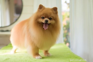 Effective Treatments for Canine Razor Burn: Keep Your Dog Comfortable and Healthy