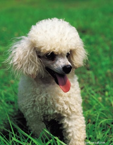 Classic & Modern Toy Poodle Puppy Haircuts: Style Guide & Safety Tips