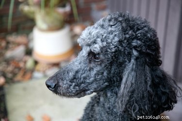 Classic & Modern Toy Poodle Puppy Haircuts: Style Guide & Safety Tips