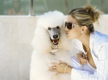 Classic & Modern Toy Poodle Puppy Haircuts: Style Guide & Safety Tips