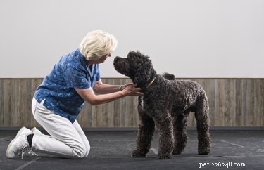 Classic & Modern Toy Poodle Puppy Haircuts: Style Guide & Safety Tips