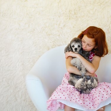 Classic & Modern Toy Poodle Puppy Haircuts: Style Guide & Safety Tips