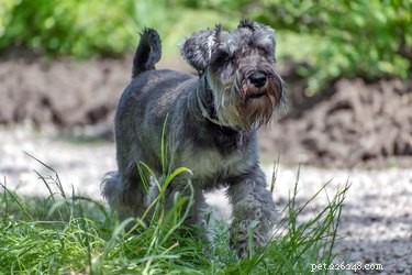 Schnauzer Beard Care: A Complete Guide to Cleaning and Grooming