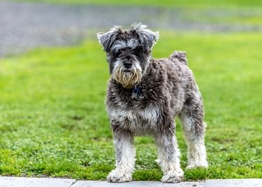 Schnauzer Beard Care: A Complete Guide to Cleaning and Grooming