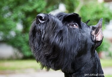 Schnauzer Beard Care: A Complete Guide to Cleaning and Grooming