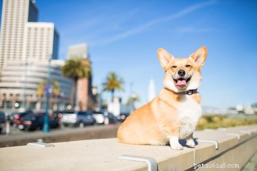 Can Your Dog s Ears Stand? Predicting and Encouraging Perky Ears