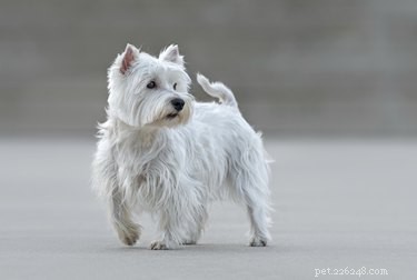 Keep Your West Highland White Terrier’s Coat Pristine: A Comprehensive Guide
