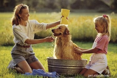 Avoid Using Head & Shoulders on Your Dog: Safe Alternatives for Healthy Skin