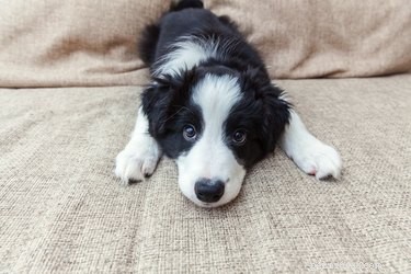 How to Safely Remove Dried Poop from Your Puppy’s Bottom