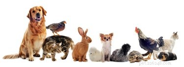 How to Choose Pets That Get Along with Dogs: A Compatibility Guide