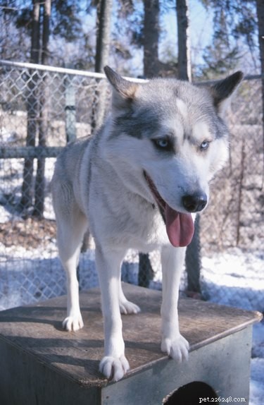 Top Rock Flooring Choices for Durable, Comfortable Dog Kennels